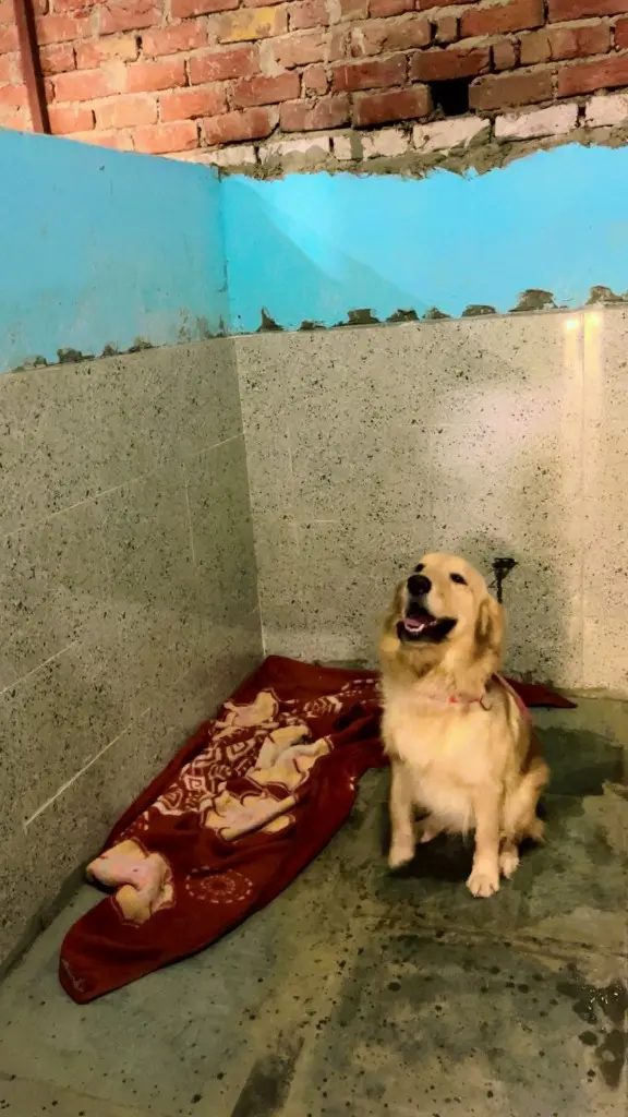 Hear the Voices That Cannot Speak & Save Our Shelter